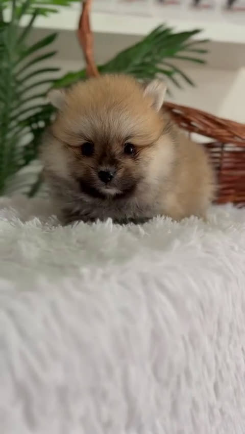 Pomerania perros en venta: POMERANIA MACHO - Video 1