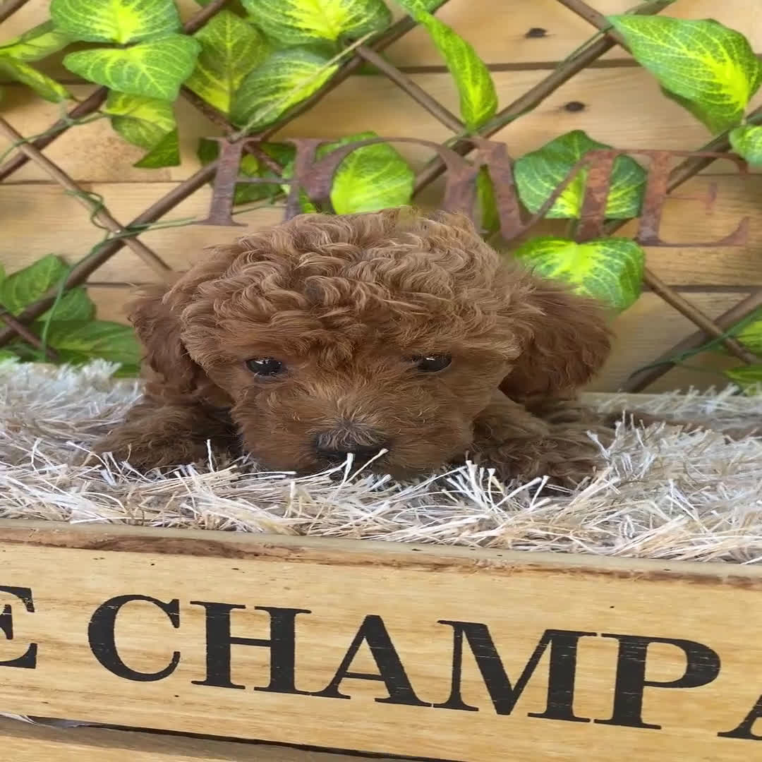 Caniche Toy perros en venta: Camada de Iria - Video 3