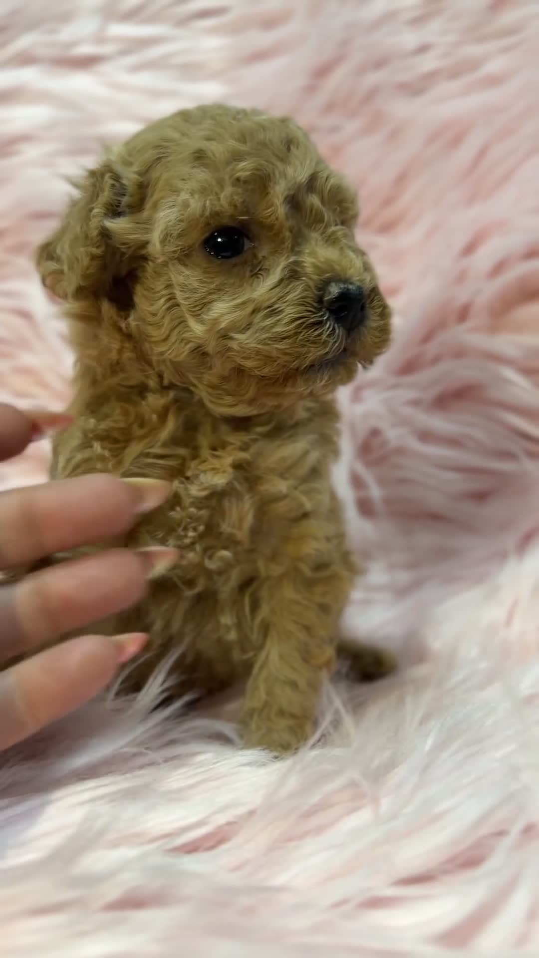 Maltipoo perros en venta: Maltipoo Minitoy  - Video 1