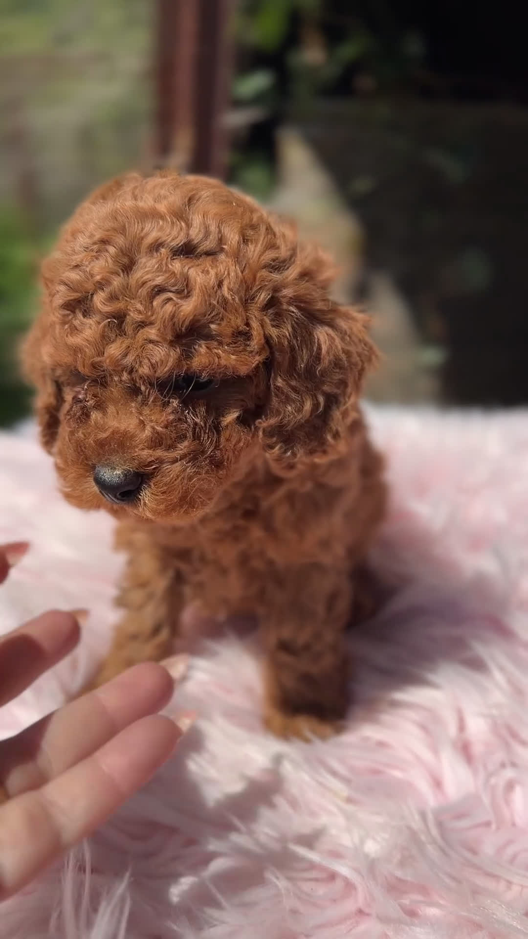 Caniche Toy perros en venta: Caniche Toy roja  - Video 1