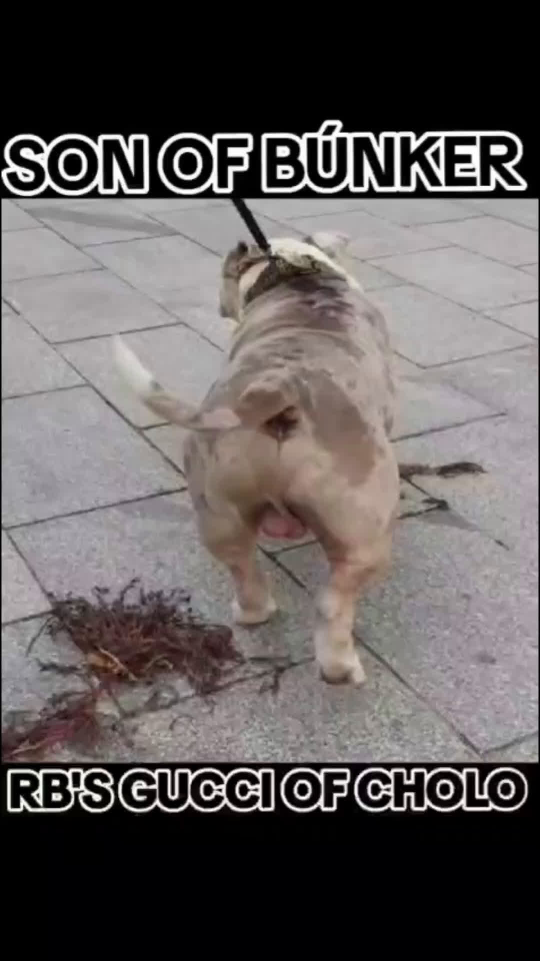 American Bully perros en venta: América bully micro exótico  - Video 4