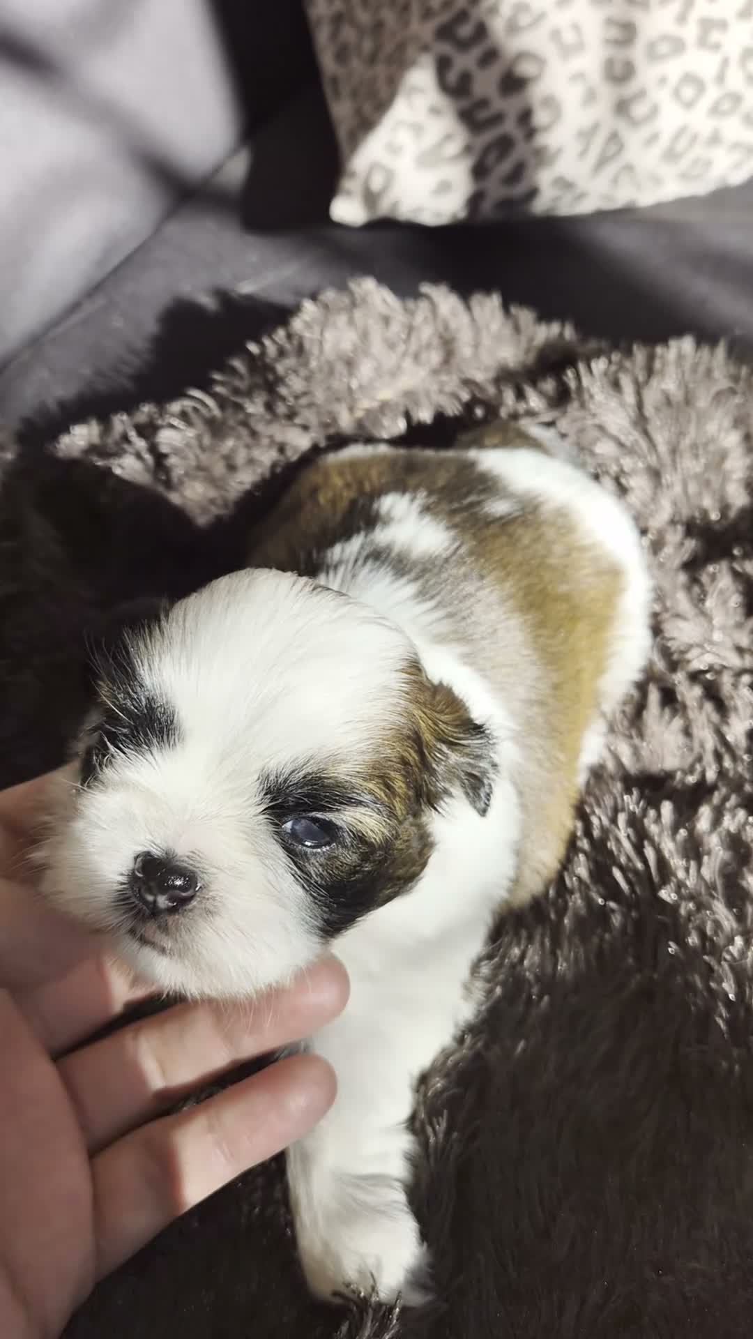 Shih Tzu perros en venta: Shik tzu - Video 4