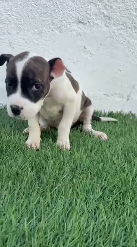 American Staffordshire-Terrier perros en venta: American Stanffordshire terrier - Video 3