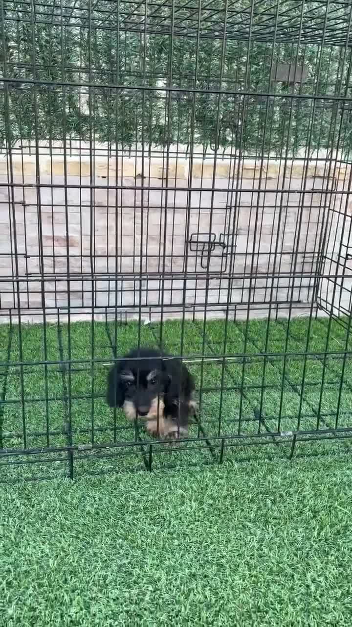 Teckel perros en venta: Cachorra de teckel pelo duro - Video 1