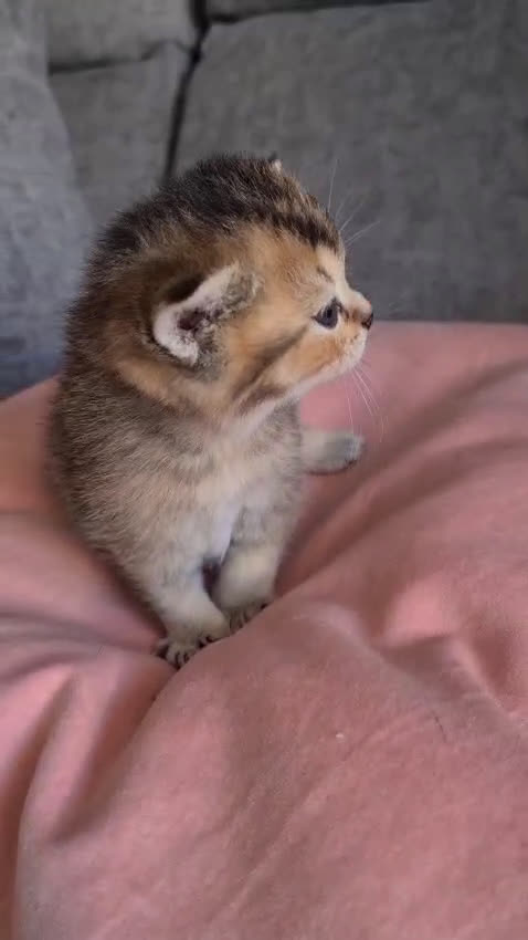 Británico de Pelo Corto gatos en venta: Brithis Golden gatitos disponibles  - Video 2