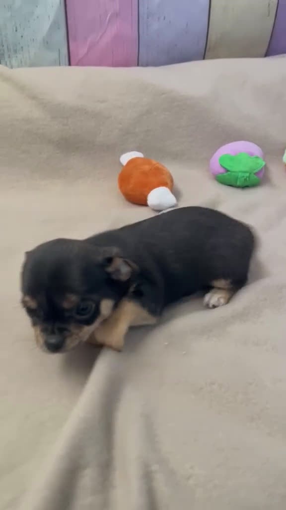 Chihuahua perros en venta: Chihuahua hembras disponibles !! - Video 1