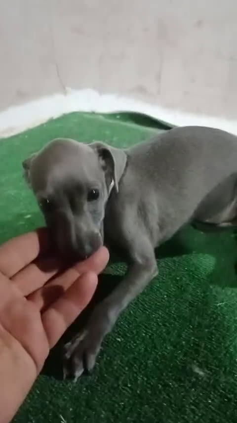 Pequeño Lebrel Italiano perros en venta: Cachorros de lebrel italiano - Video 2