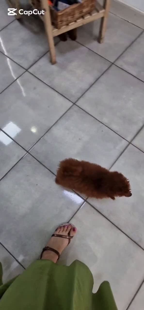Caniche Toy perros en venta: HEMBRA TOY 50% LINEA ASIATICA  - Video 1