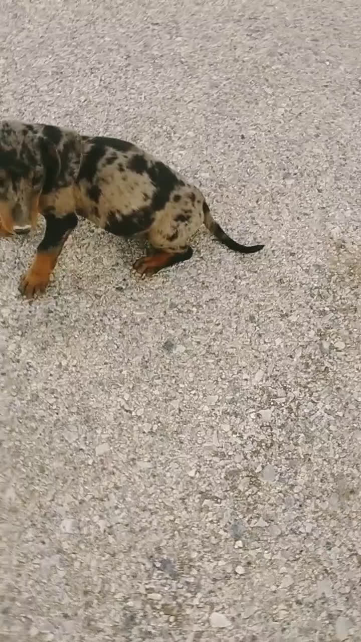 Teckel Miniatura perros en venta: Teckel minis - Video 1