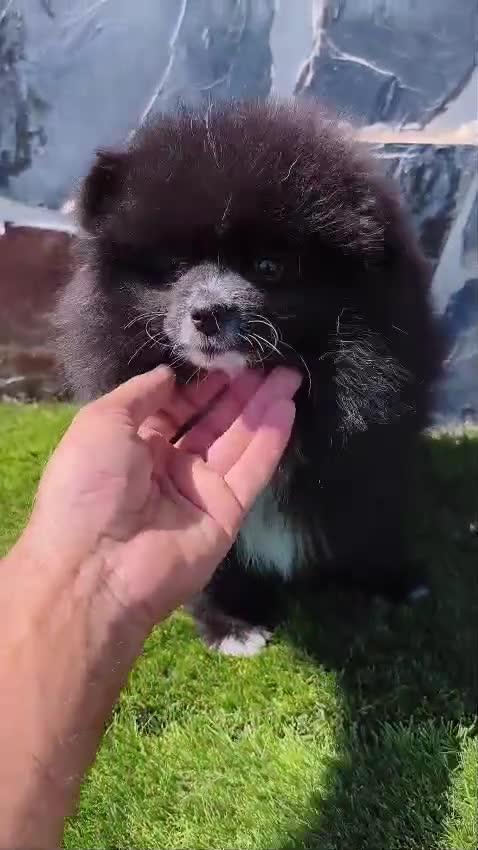 Spitz pequeño - Kleinspitz perros en venta: SPITZ ALEMAN. POMERANIA - Video 1