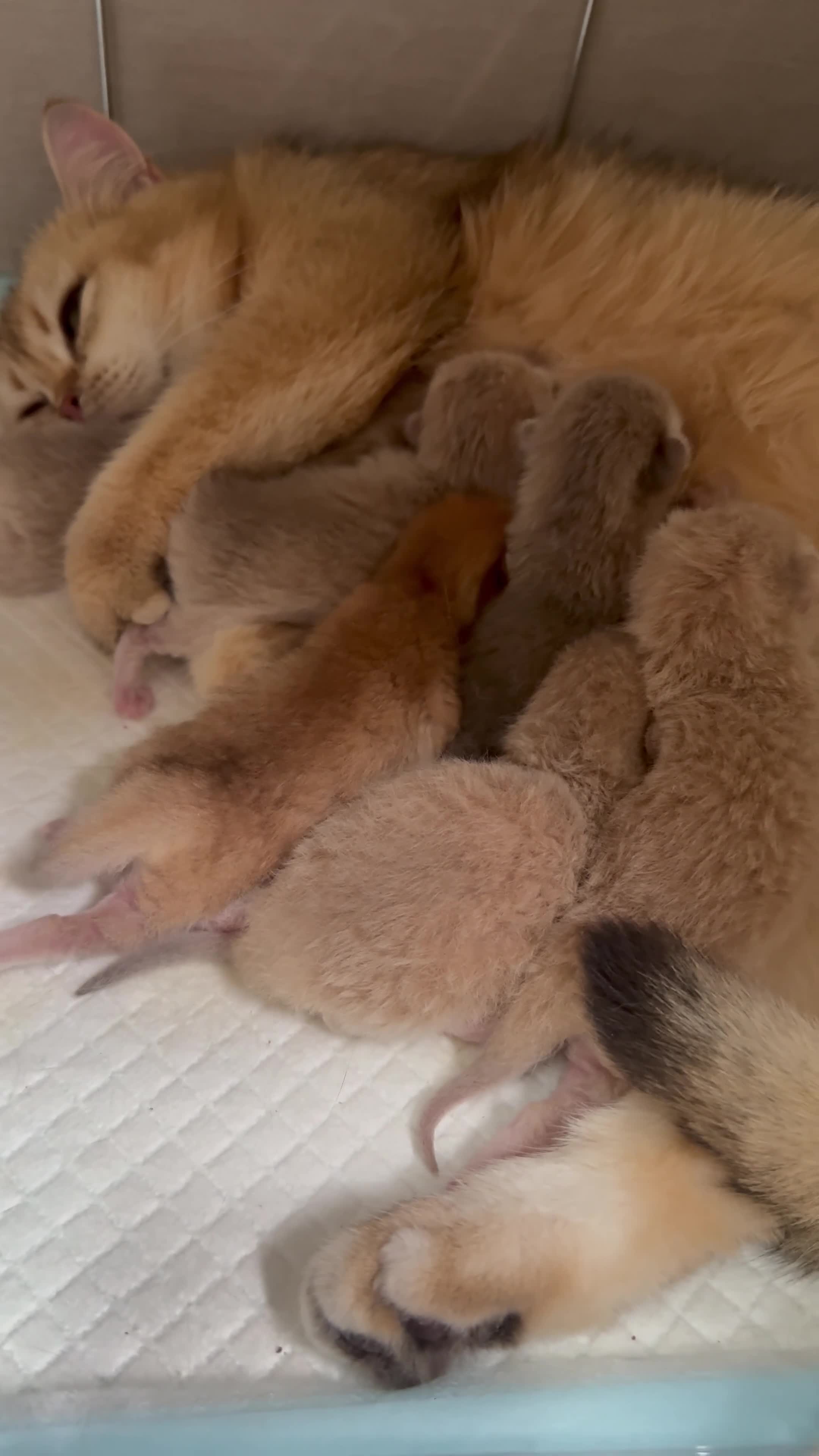 Británico de Pelo Corto gatos en venta: Camada H (2)  - Video 2