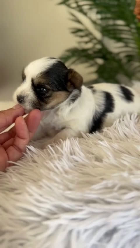 Yorkshire Terrier perros en venta: YORKSHIRE BIEWER HEMBRA - Video 1