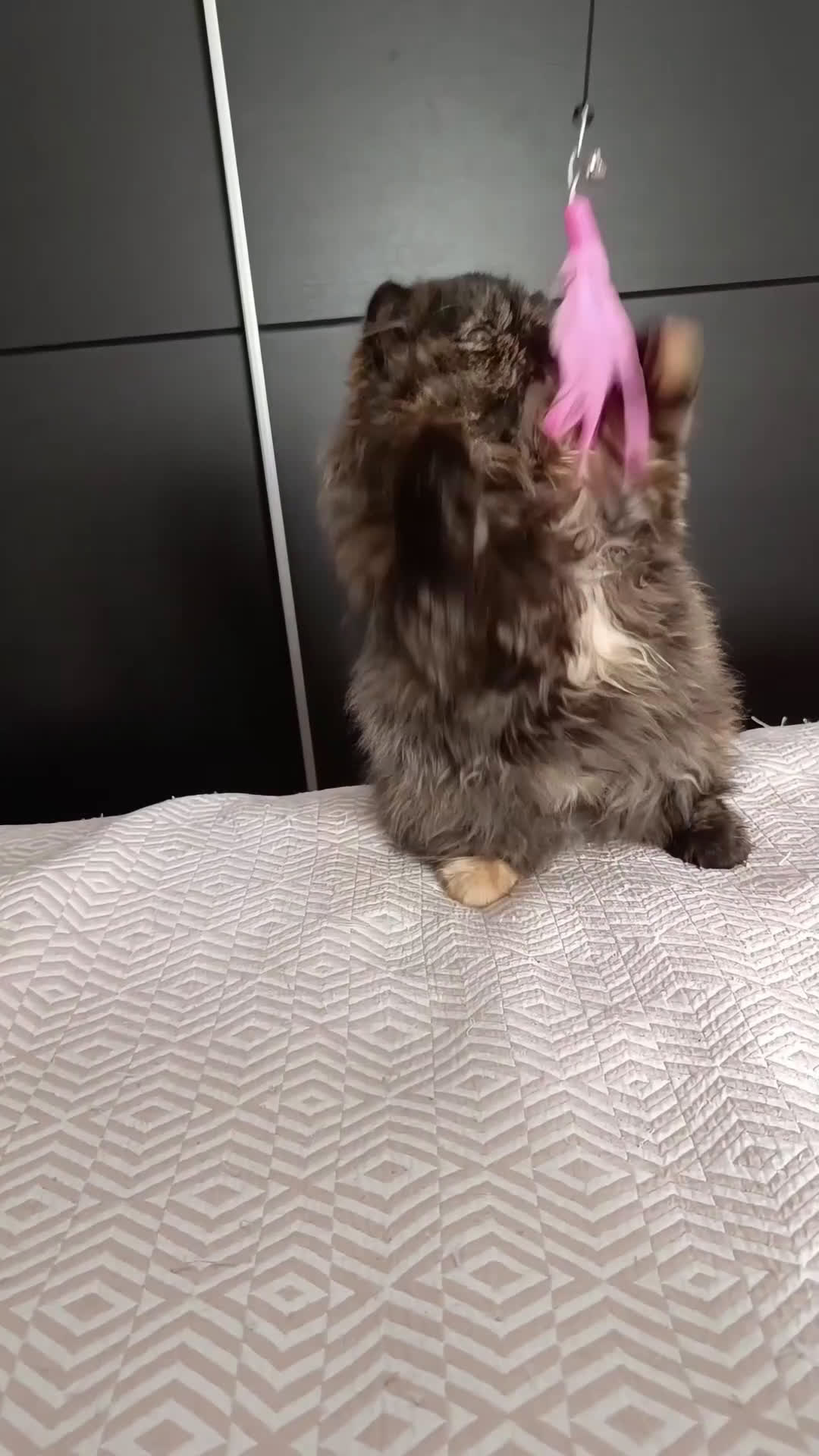 Persa gatos en venta: Persa Tortuga negra - Video 1