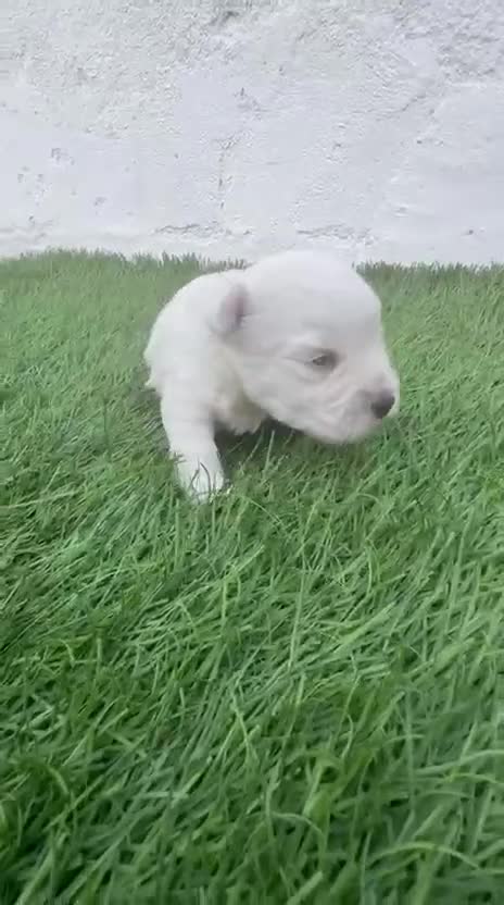 West Highland White Terrier perros en venta: West Highland White Terrier en Madrid - Video 2