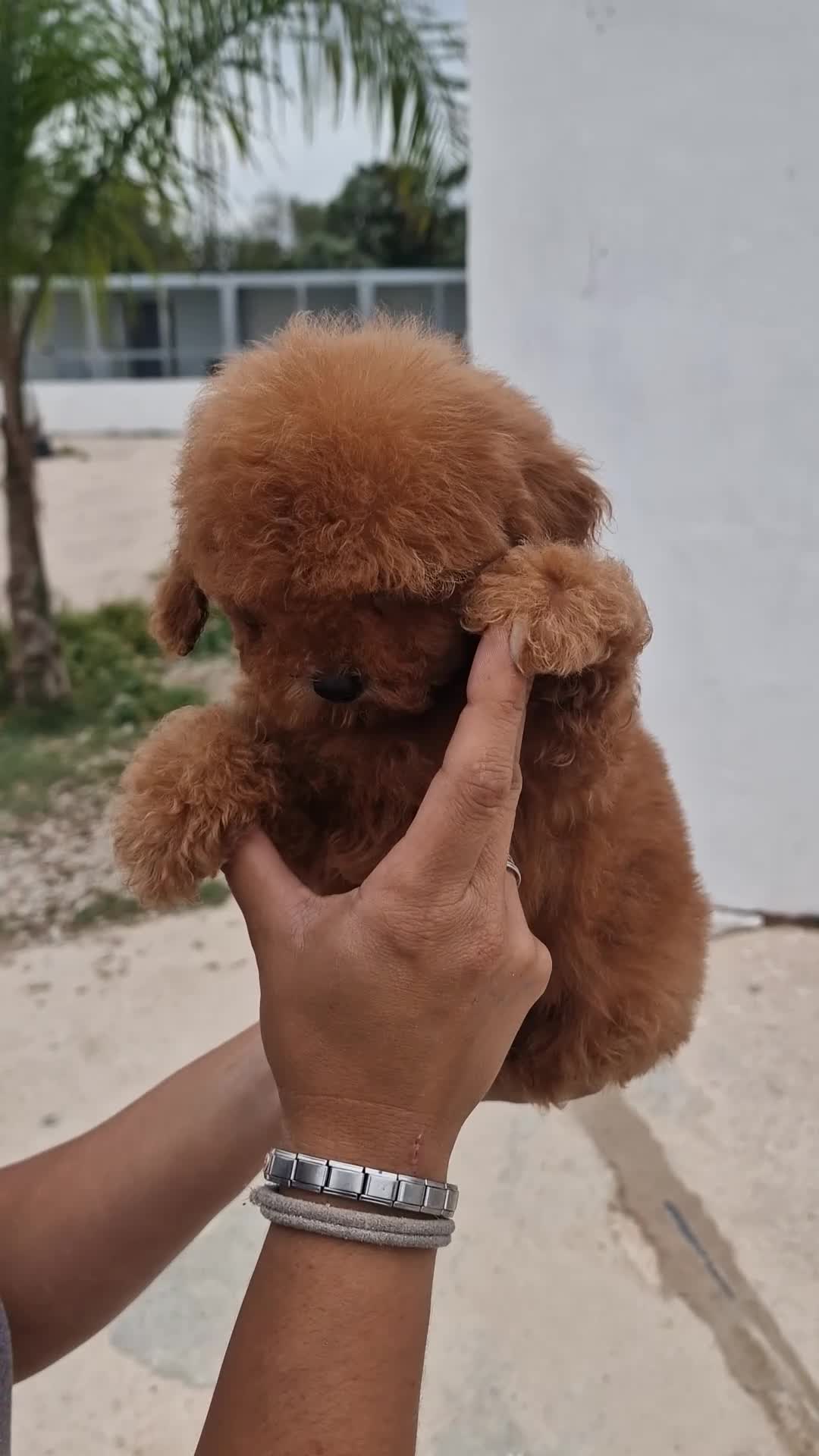 Caniche Toy perros en venta: Caniche toy precio real  - Video 1