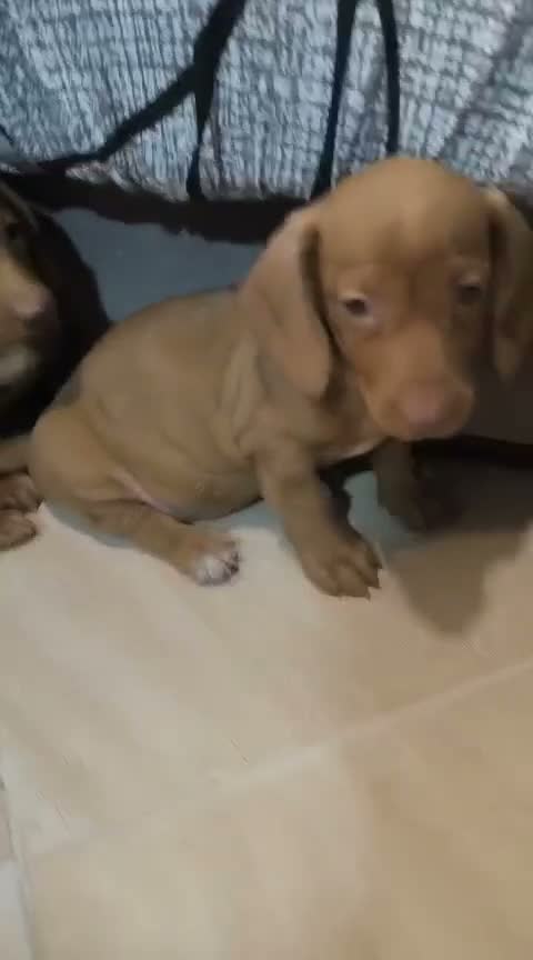 Teckel Miniatura perros en venta: Disponible Teckels miniatura de excelente calidad  - Video 1