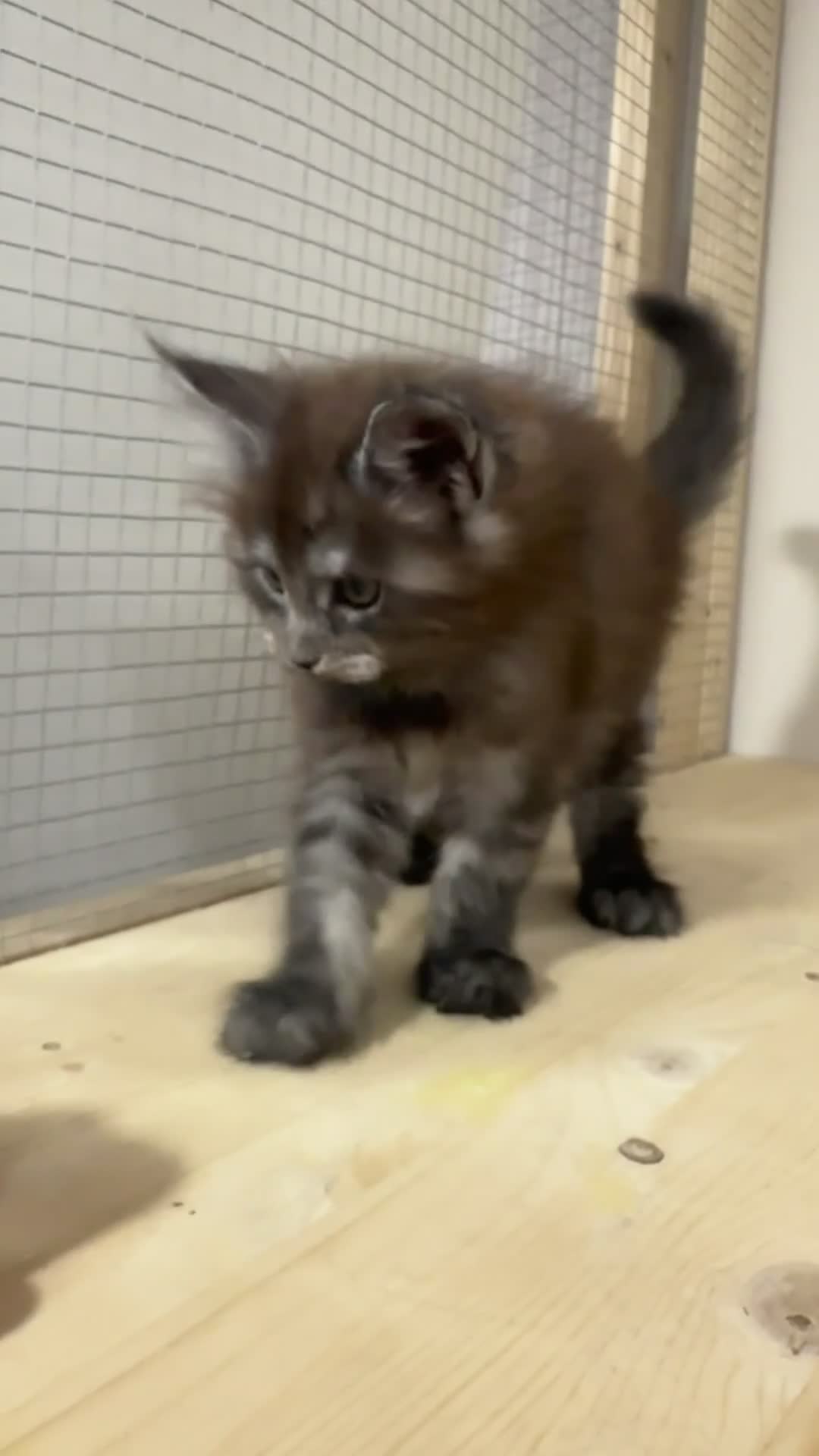Maine Coon gatos en venta: Macho Maine Coon Black Smoke  - Video 2