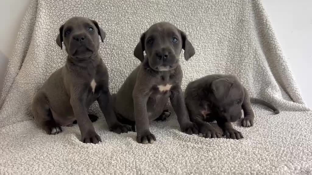 Cane Corso perros en venta: Cané corso blue - Video 1