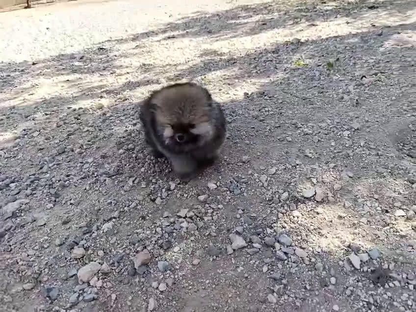 Pomerania perros en venta: PRECIOSA BOLITA DE MACHITO CHIQUITIN DE POMERANIA - Video 2