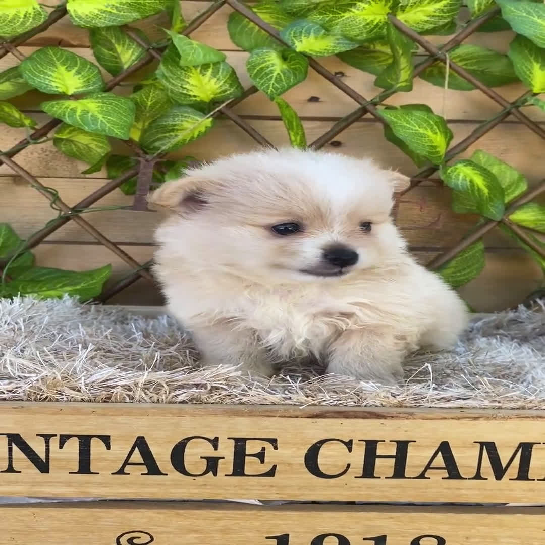 Pomerania perros en venta: Camada de Jazmín - Video 2