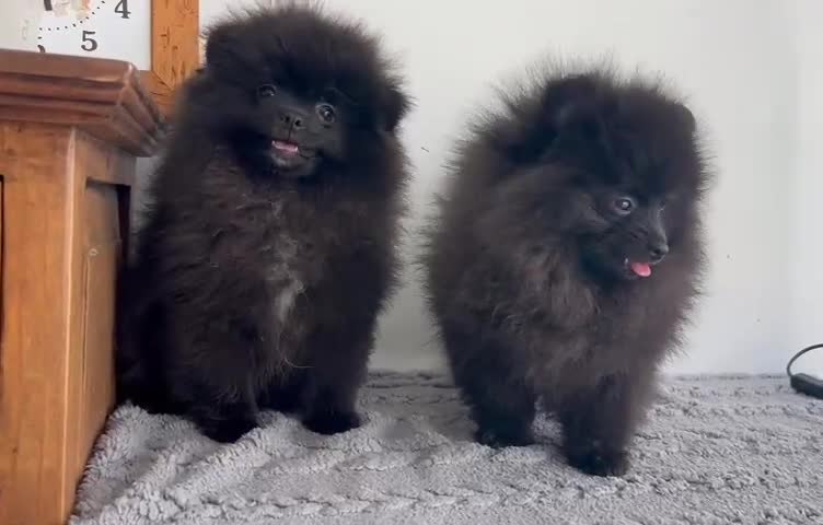 Pomerania perros en venta: Pomerania Toy macho  - Video 1