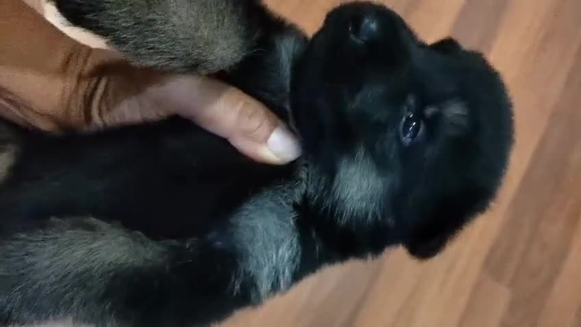 Pastor Alemán perros en venta: Camada de Pastor Alemán  - Video 4