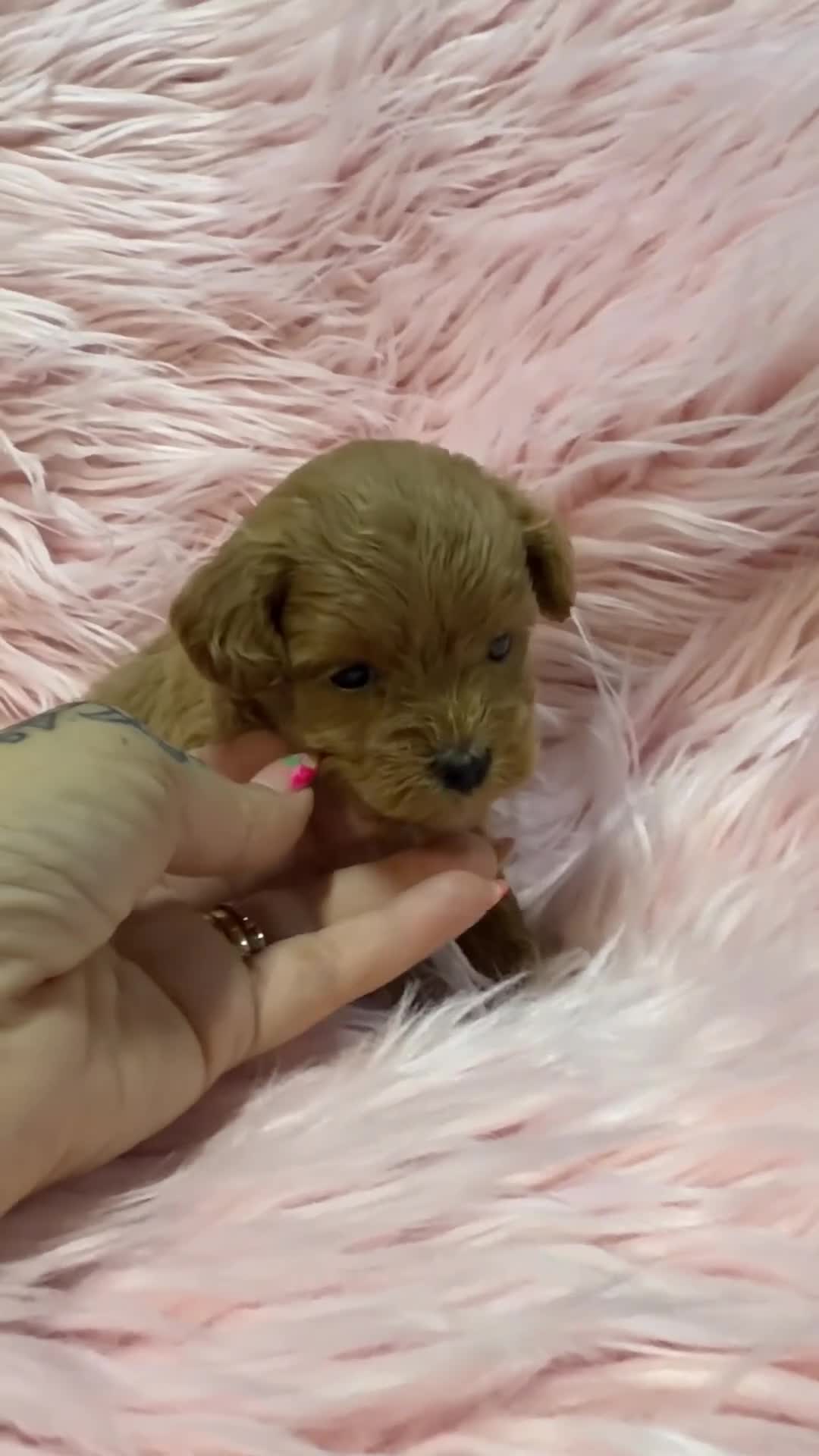 Maltipoo perros en venta: Maltipoo rojo pimentón  - Video 1