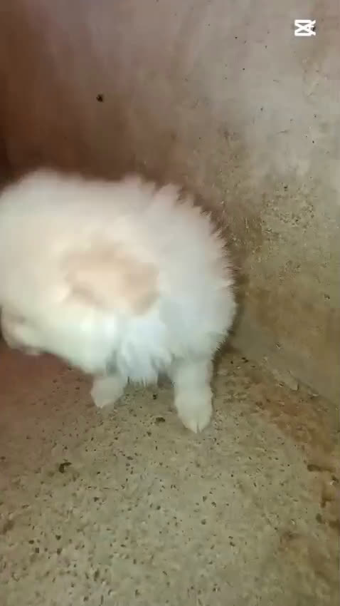 Pomerania perros en venta: OFERTA MACHITO POMERANIA - Video 1