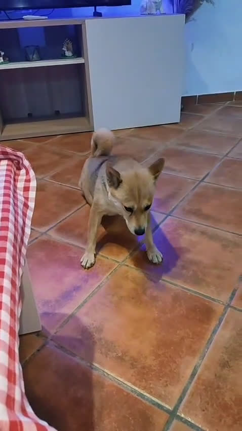 Shiba Inu perros en venta: Shiba Inu preciosos cachorros  - Video 1