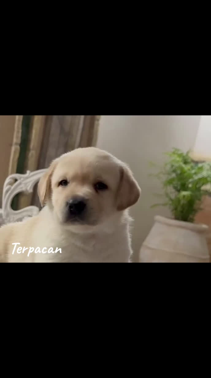 Labrador Retriever perros en venta: Labrador Retriever CACHORRO - Video 1