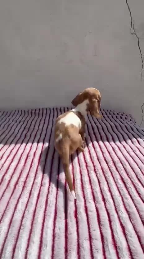 Teckel Miniatura perros en venta: Teckel Kaninchen - Video 1