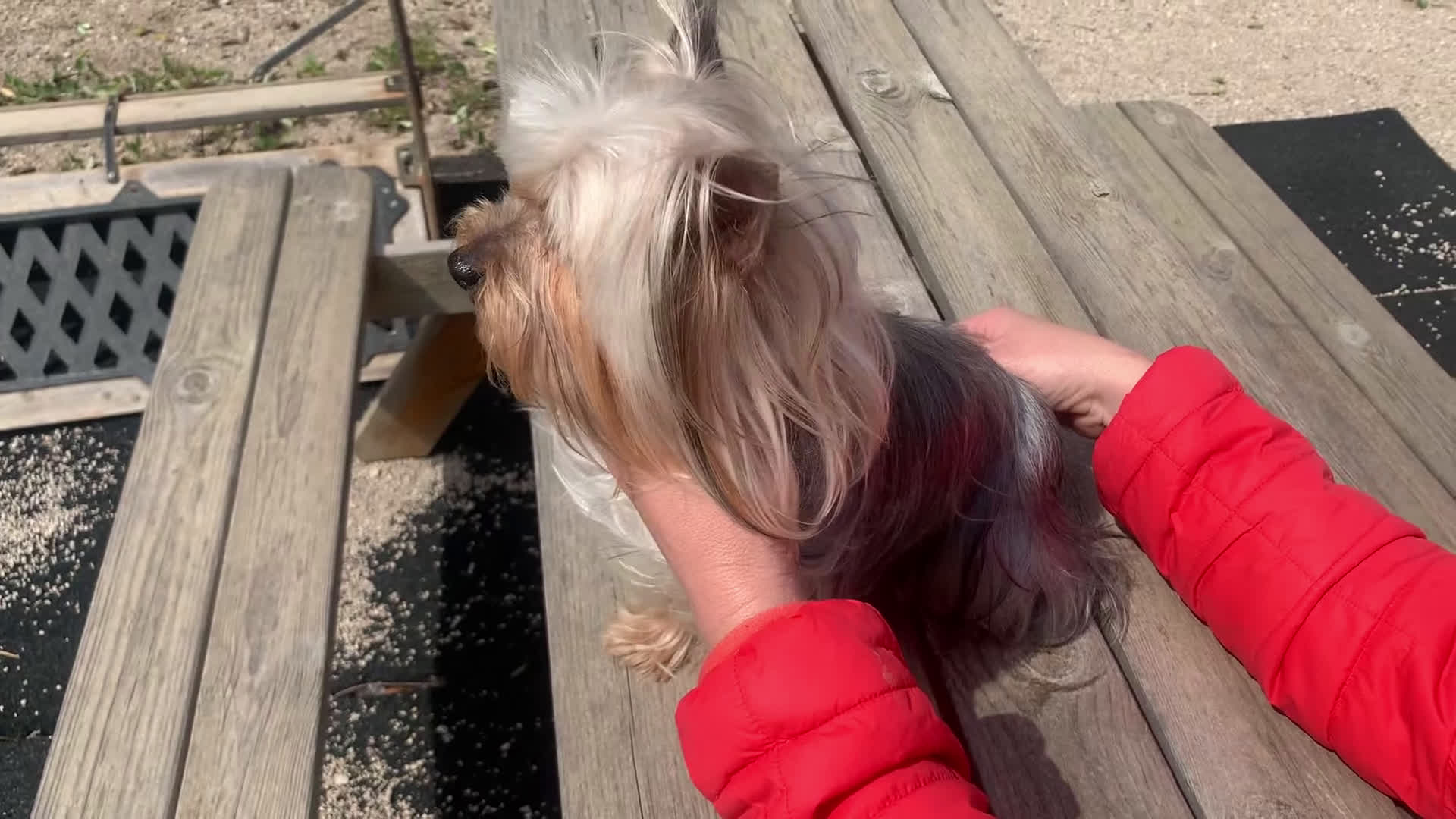 Yorkshire Terrier perros en venta: Yorkshire Toy - Video 1