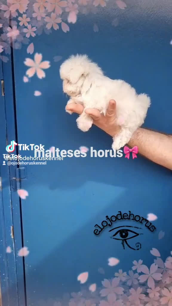Bichón Maltés perros en venta: Coreano macho bichon maltés🩷 - Video 1