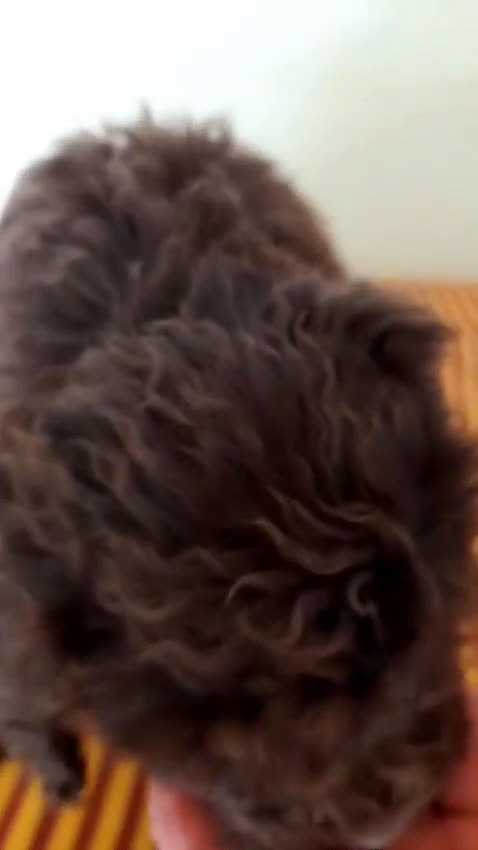 Perro de Agua Español perros en venta: Cachorros perros de agua - Video 1