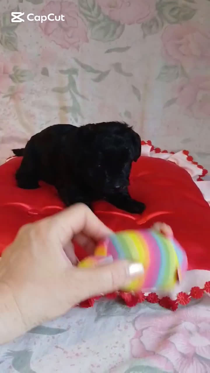 Yorkshire Terrier perros en venta: HEMBRA TOY YORKIE-POO  - Video 1