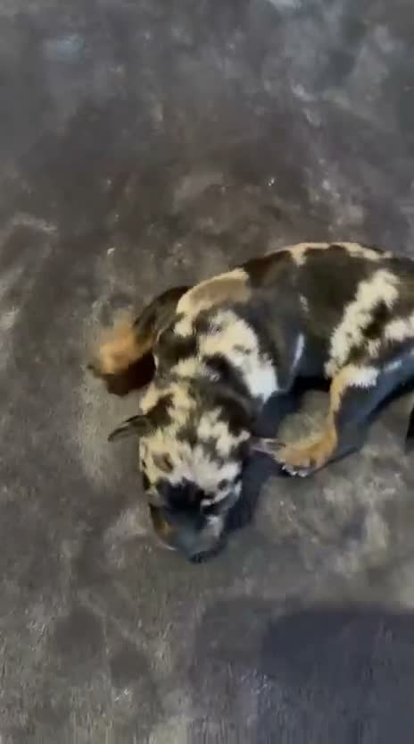 Pinscher Miniatura perros en venta: Pinscher Miniatura - Video 3