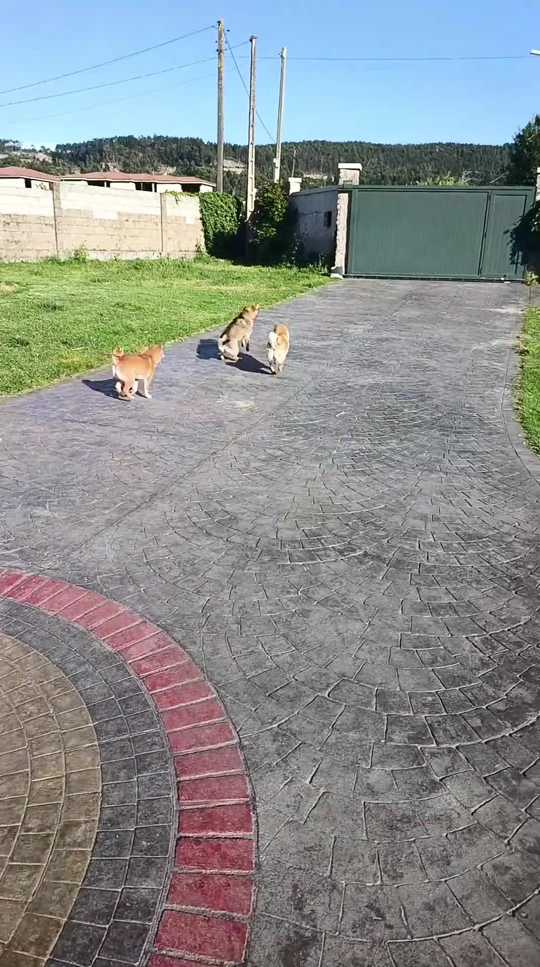Shiba Inu perros en venta: SHIBA INU PONTEVEDRA - Video 2