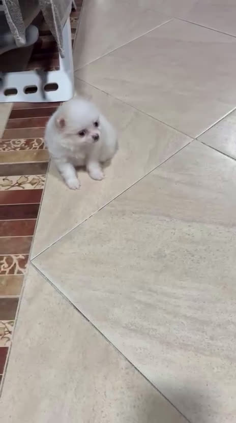 Pomerania perros en venta: Lulu de Pomerania mini toy hembra blanca naranja - Video 2