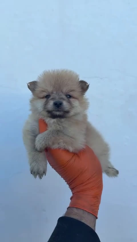 Pomerania perros en venta: CACHORROS DE POMERANIA TOY - Video 1