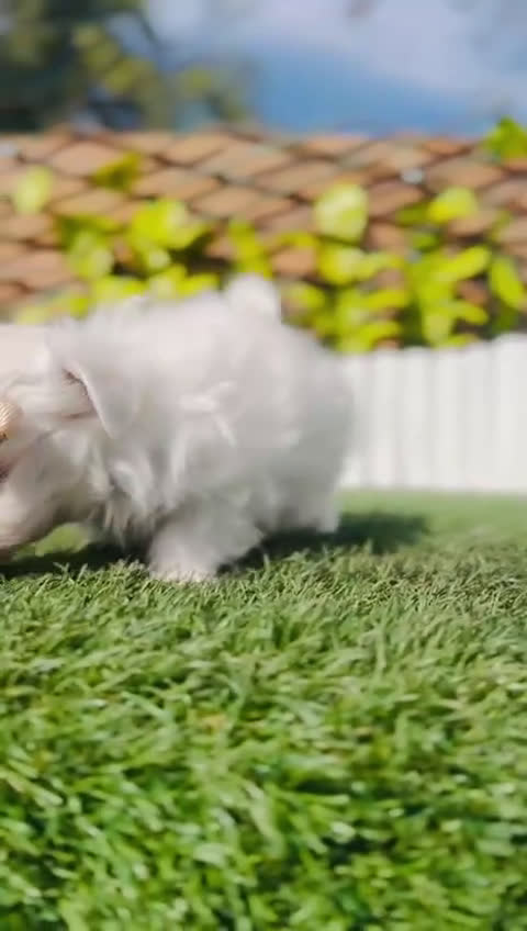 Bichón Maltés perros en venta: BICHON MALTES COREANO 10OX100 - Video 1