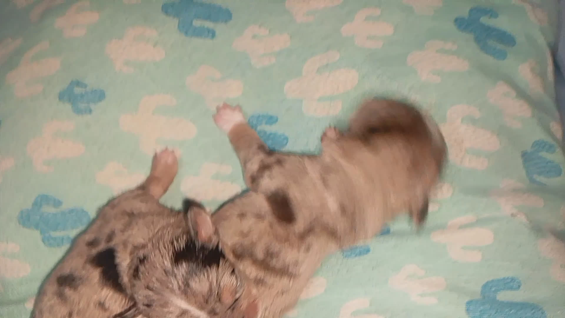 Chihuahua perros en venta: Último cachorrito de Chihuahua Merle - Video 2