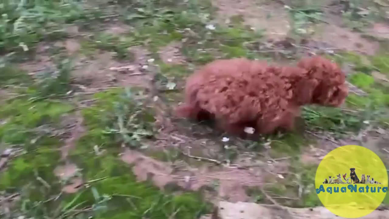 Caniche Enano perros en venta: Caniche Hembra de Bella y Can 2024 AQUANATURA - Video 1