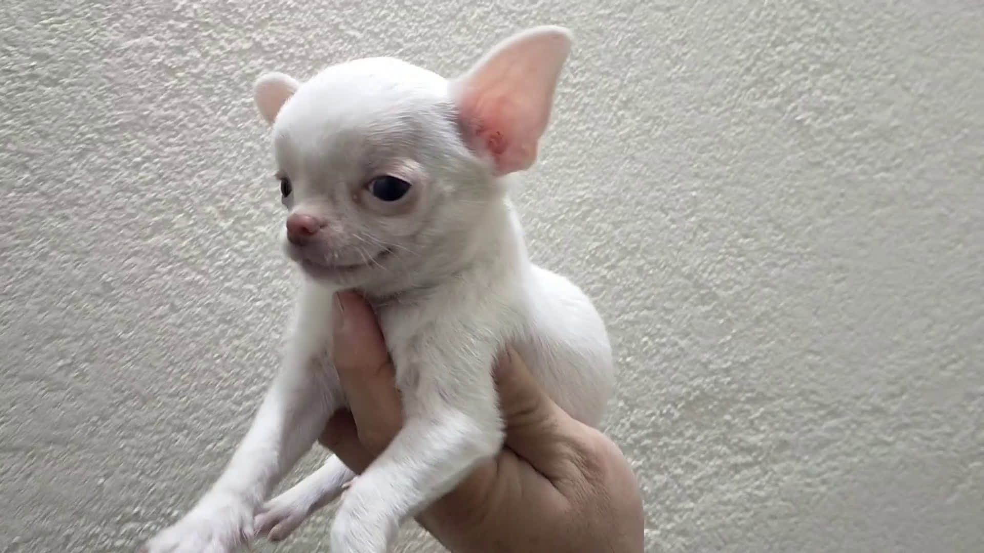 Chihuahua perros en venta: Chihuahua toy - Video 1