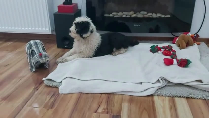 Antiguo Perro de Pastor Inglés - Bobtail perros en venta: Cachorros de Bobtail  - Video 1