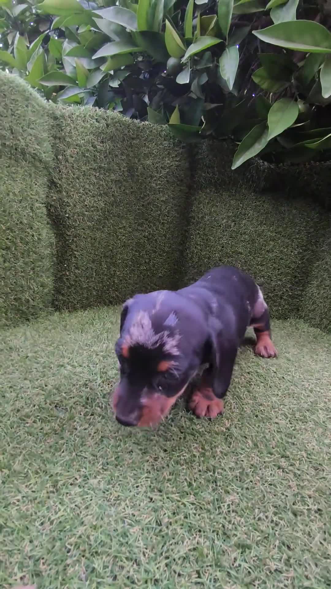 Teckel Miniatura perros en venta: preciosa camada teckel miniatura  - Video 1