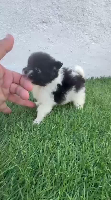 Pomerania perros en venta: Pomerania - Video 1