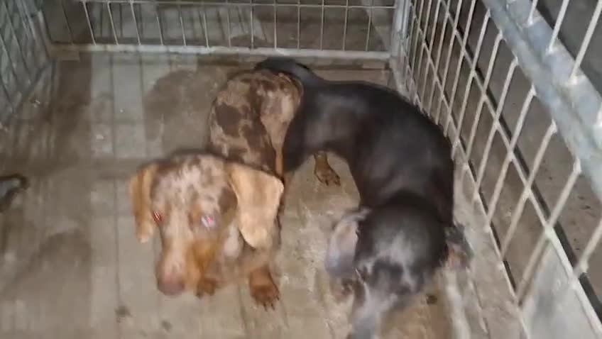 Teckel Miniatura perros en venta: Teckel kaninchen  - Video 3