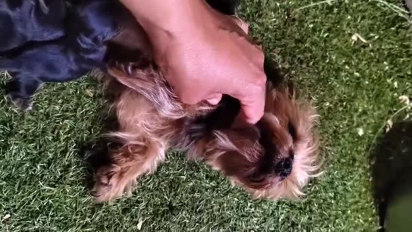 Yorkshire Terrier perros en venta: Nueva Camada de Yorkshire Toy - Video 1
