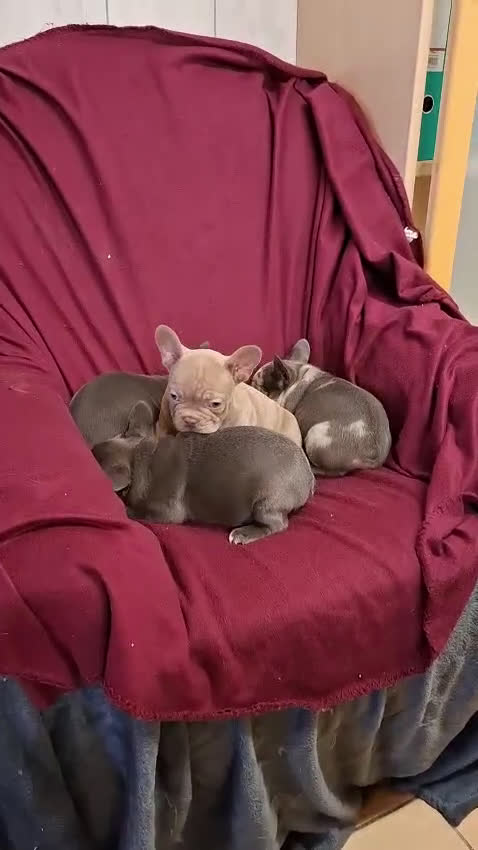 Bulldog Francés perros en venta: Bulldog francés  - Video 1