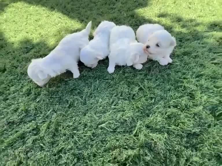 Bichón Maltés perros en venta: Bichon Maltes  - Video 1